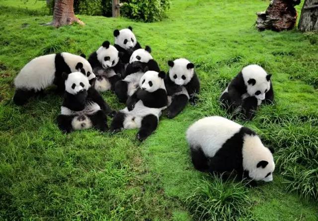 四川将推全球熊猫旅游专线 除了看滚滚还可以
