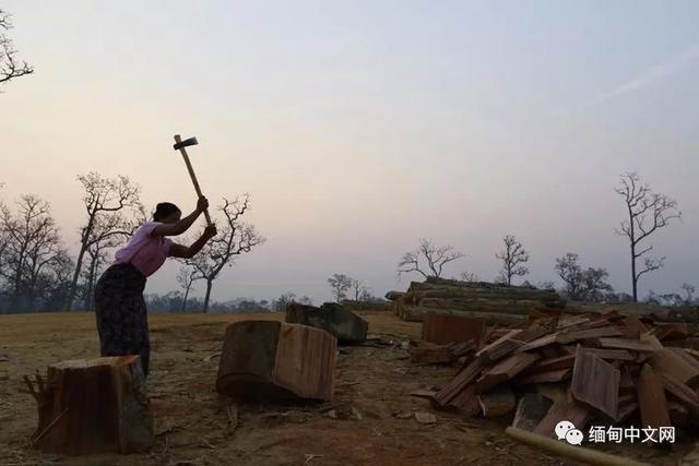 缅甸乱砍乱伐问题严重，森林毁坏率全球第三