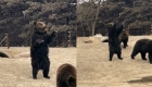 动物园棕熊卖力营业被疑是人扮的