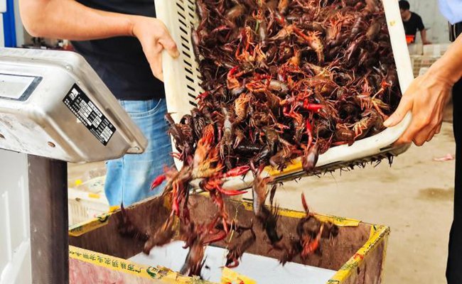 探访广西小龙虾养殖基地：鲜虾供不应求