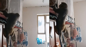 猴子闯进大学女生宿舍上蹿下跳