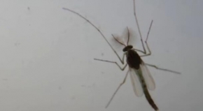 蚊子为啥不会被洗澡水砸死？