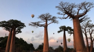 马达加斯加：猴面包树与热气球