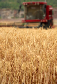 山东6000余万亩小麦陆续进入收获期