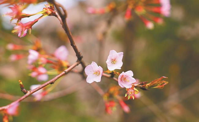 广西发现植物新种全州樱花